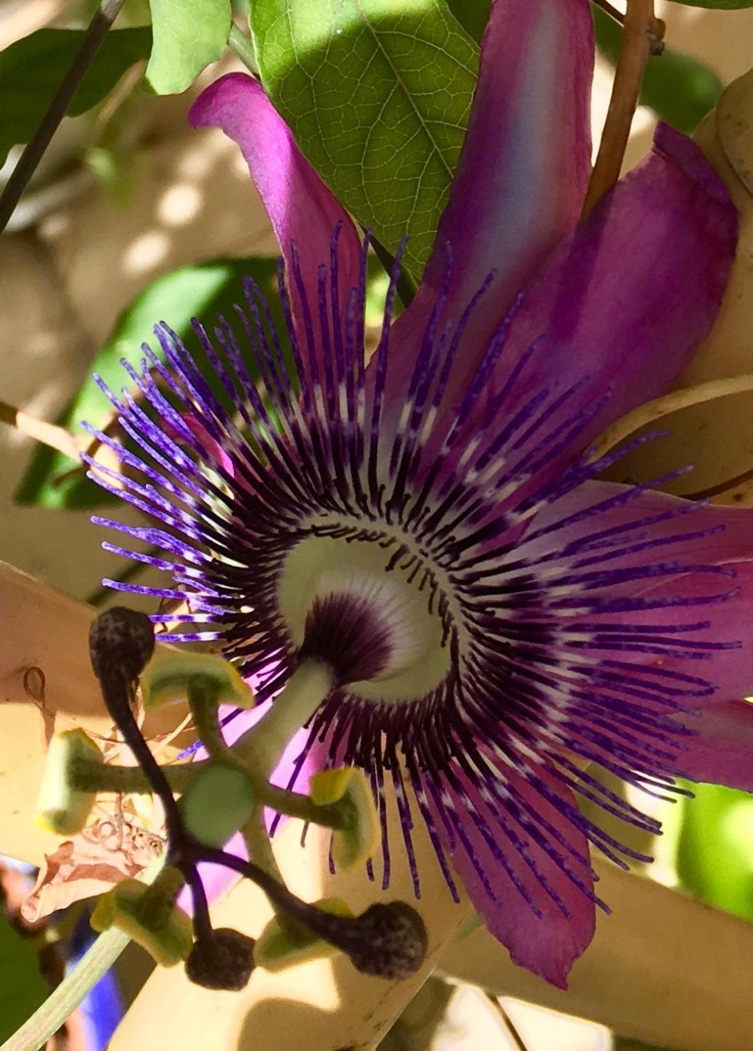 Xagħra Botanica B&B المظهر الخارجي الصورة